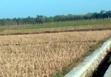 Petani Tubaba Enggan Menanam Palawija Pada Musim Kemarau