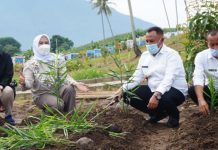 Manfaatkan Lahan Kosong, Nanang dan Istri Tanam Toga di Kebun Edukasi