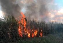 Agustinus : “Saya Juga Terkena Debu Pembakaran Tebu”