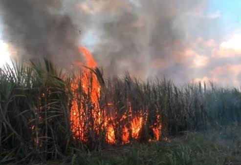 Agustinus : “Saya Juga Terkena Debu Pembakaran Tebu”