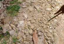 Kegiatan Dana Desa Tahun 2022 Pekon Gadingrejo Diduga jadi Ladang Korupsi