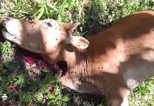 Ketua DPD APPI Angkat Bicara, Atensi untuk Aparat Penegak Hukum Terkait Pencurian Ternak di Kabupaten Kaur